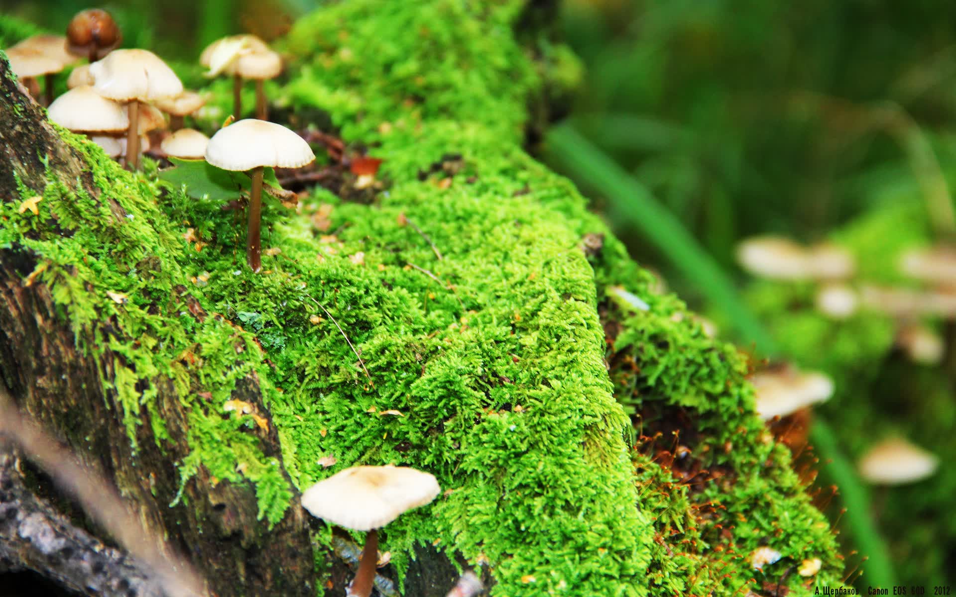 世界保龄球巡回赛在校园设体验点,世界保龄球联合会